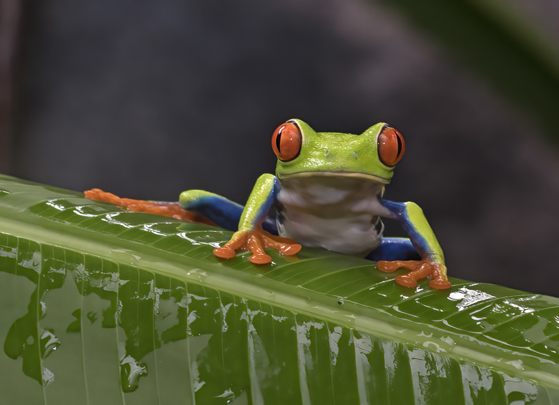 Red-eyed_Tree_Frog_18_Costa_Rica_121