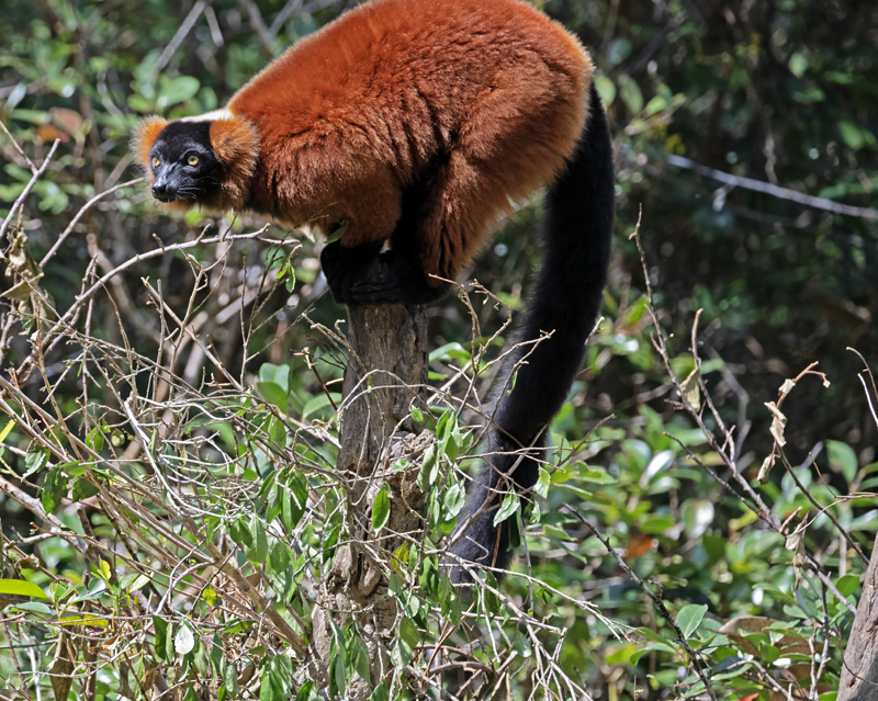 Red-ruffed_Lemur_24_Madagascar_038