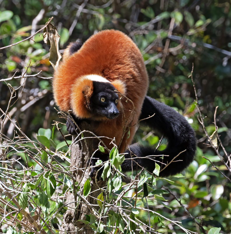 Red-ruffed_Lemur_24_Madagascar_045