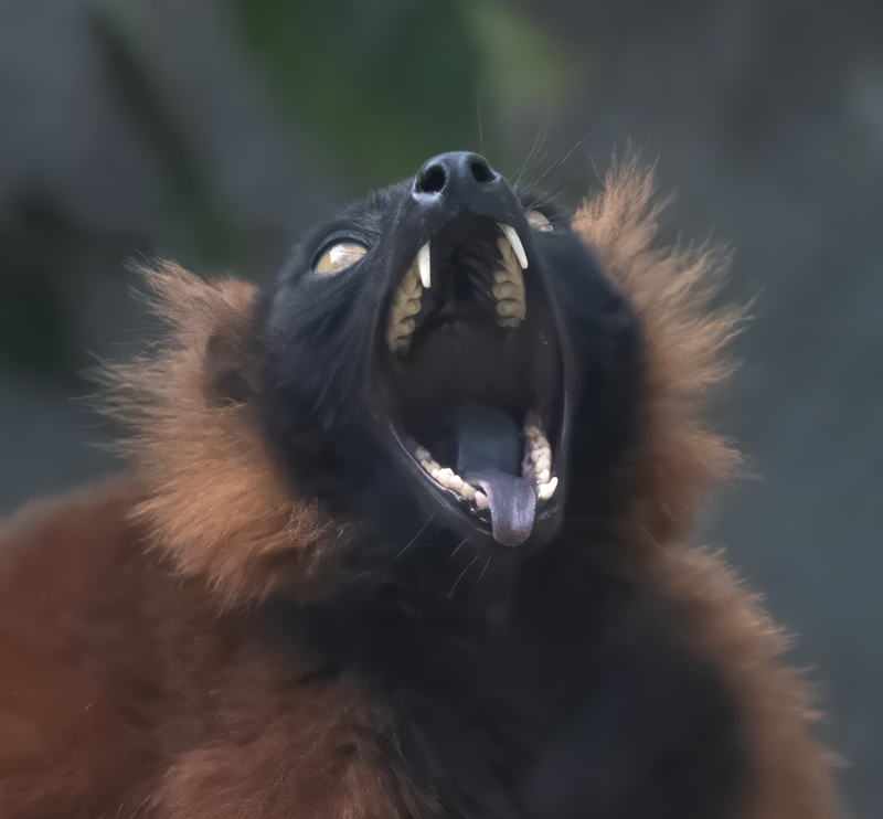 Red-ruffed_Lemur_25_San_Diego_Zoo_L_010.atif