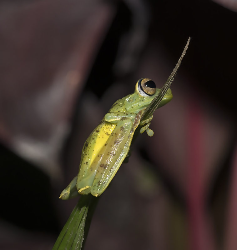 Red-webbed_Leaf_Frog_18_Costa_Rica_005