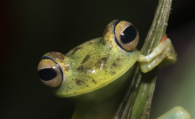 Red-webbed_Leaf_Frog_18_Costa_Rica_006
