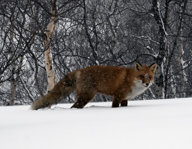 Red_Fox_23_Norway_017