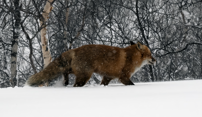 Red_Fox_23_Norway_018