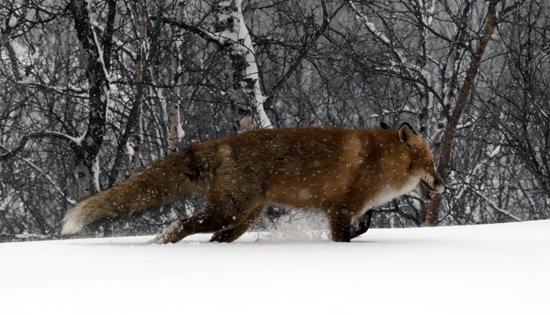 Red_Fox_23_Norway_020