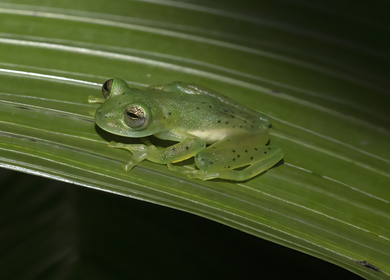 Reticulated_Glass_Frog_18_Costa_Rica_024