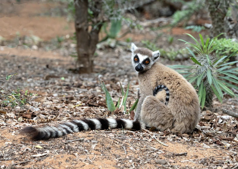 Ring-tailed_Lemur_24_Madagascar_103