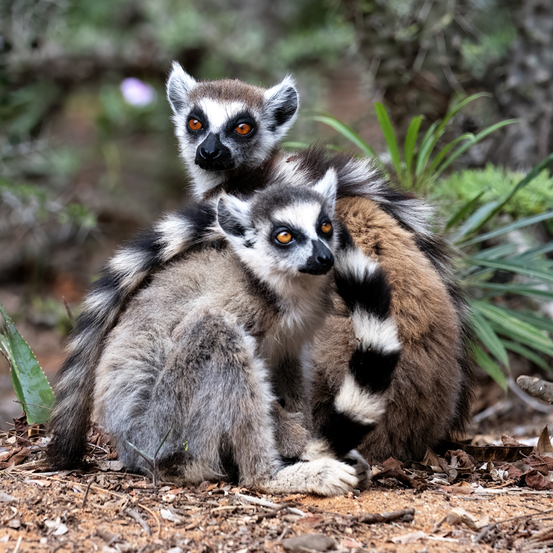 Ring-tailed_Lemur_24_Madagascar_114