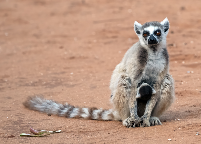 Ring-tailed_Lemur_24_Madagascar_132