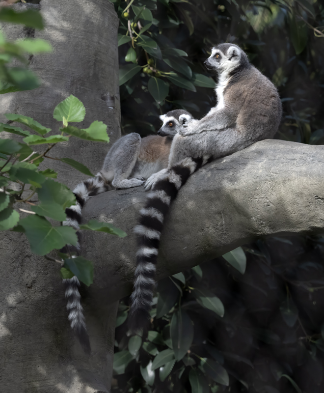 Ring-tailed_Lemur_25_San_Diego_Zoo_L_006