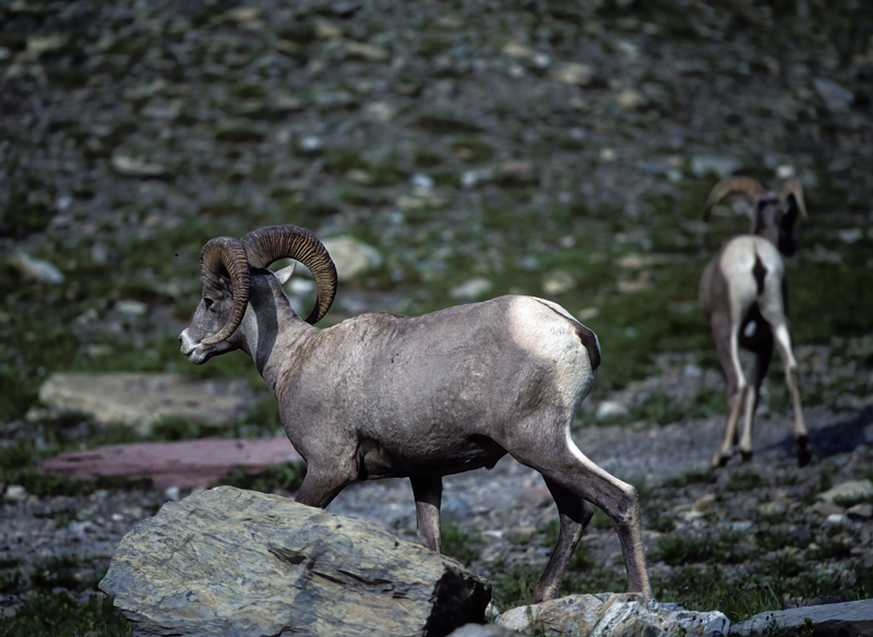 Rocky_Mountain_Bighorn_Sheep_89_MT_001