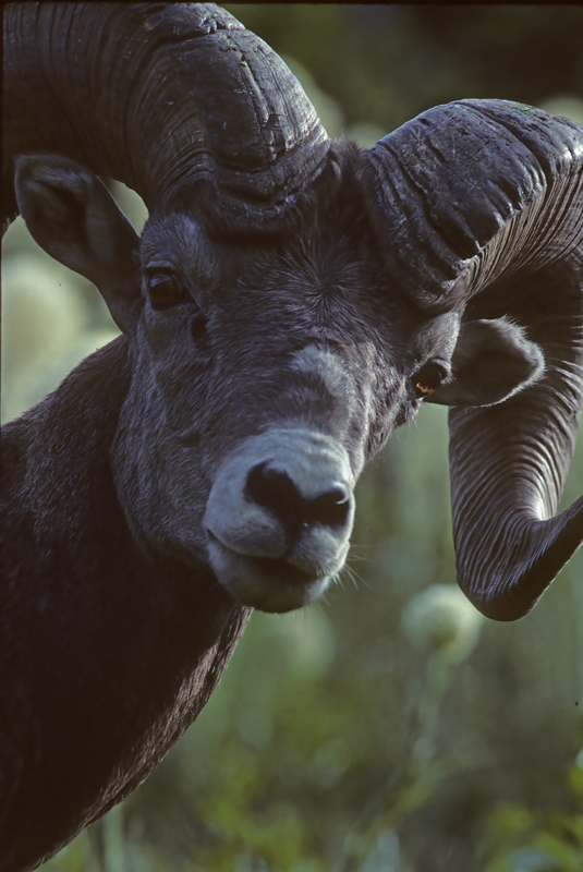 Rocky_Mountain_Bighorn_Sheep_89_MT_003