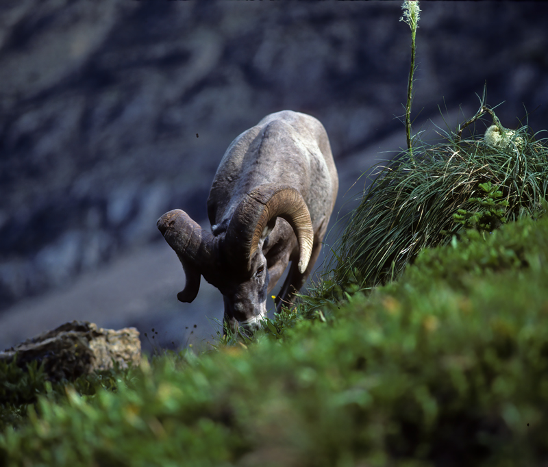 Rocky_Mountain_Bighorn_Sheep_89_MT_004