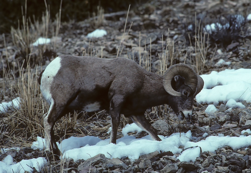 Rocky_Mountain_Bighorn_Sheep_92_WY_001