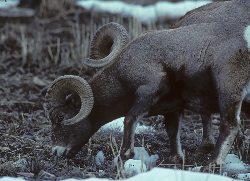 Rocky_Mountain_Bighorn_Sheep_92_WY_003