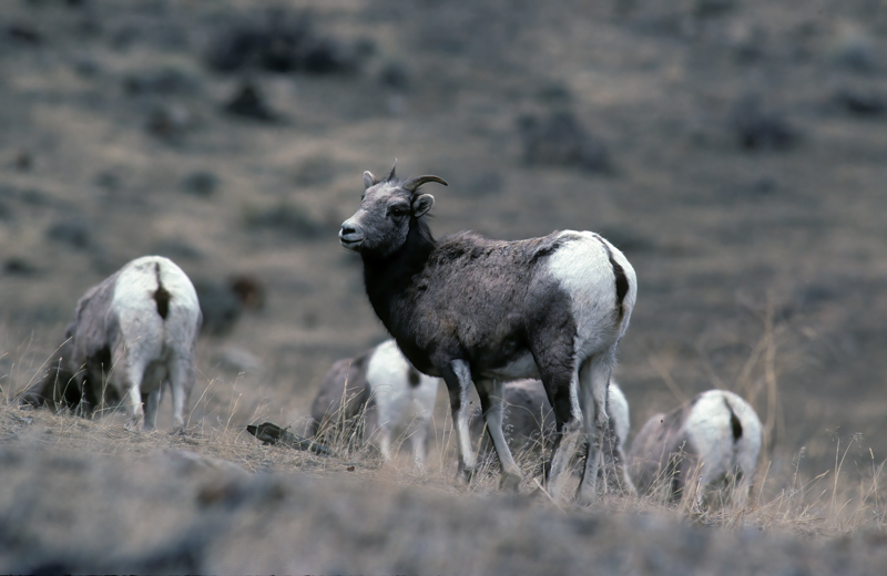 Rocky_Mountain_Bighorn_Sheep_92_WY_005