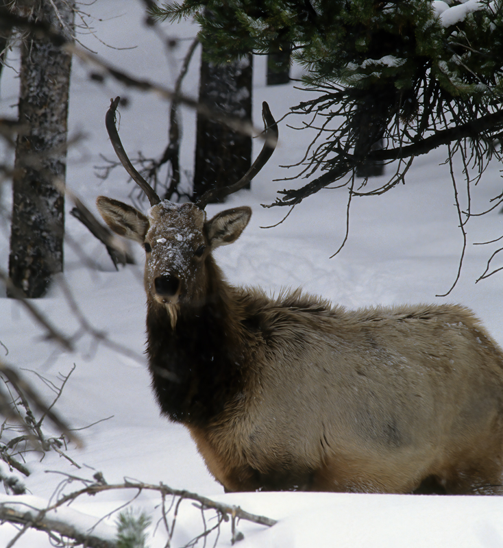 Rocky_Mountain_Elk_98_WY_008