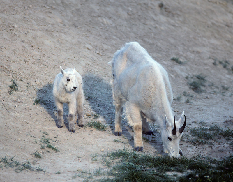 Rocky_Mountain_Goat_89_BC_Canada_001
