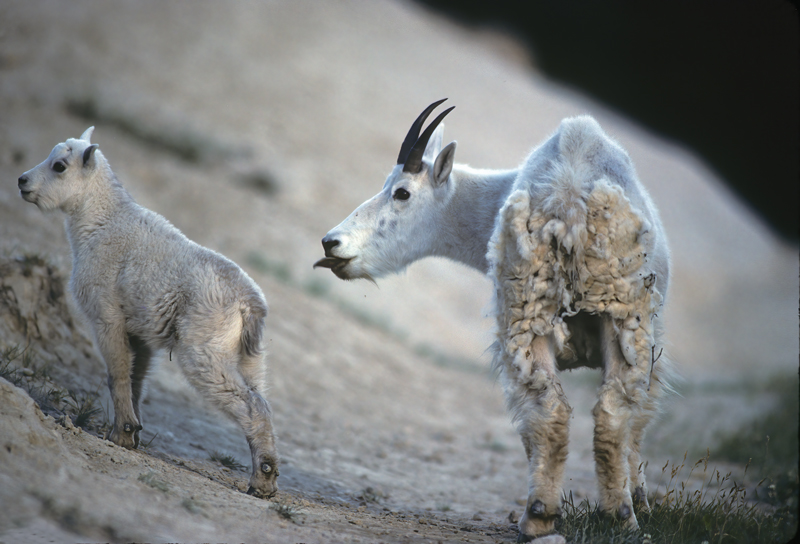 Rocky_Mountain_Goat_89_BC_Canada_003