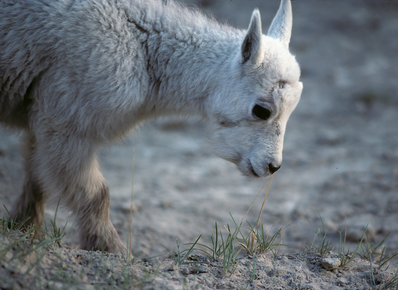 Rocky_Mountain_Goat_89_BC_Canada_004