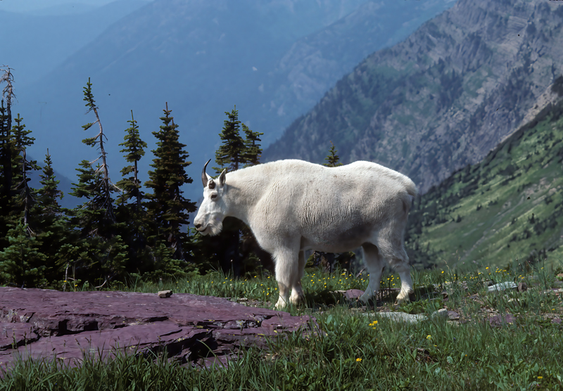 Rocky_Mountain_Goat_89_MT_004