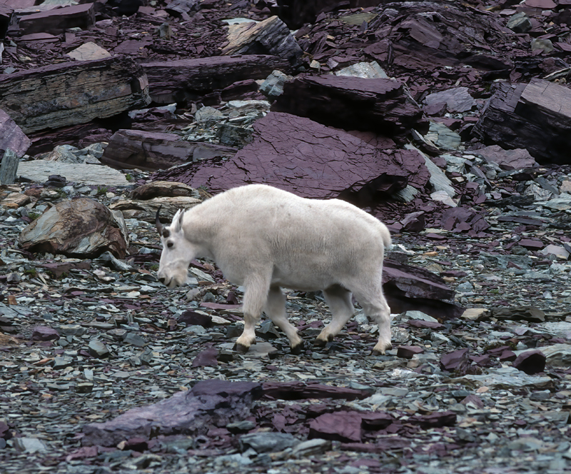 Rocky_Mountain_Goat_89_MT_005