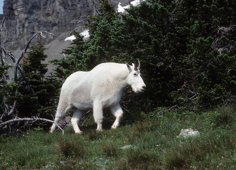 Rocky_Mountain_Goat_89_MT_007