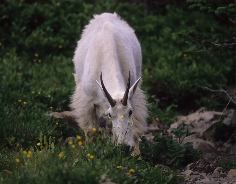 Rocky_Mountain_Goat_89_MT_010