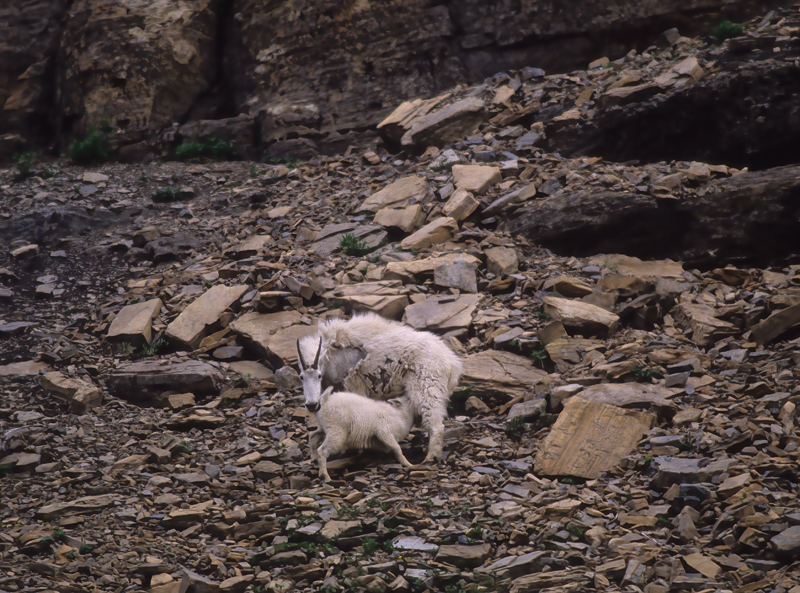 Rocky_Mountain_Goat_89_MT_012