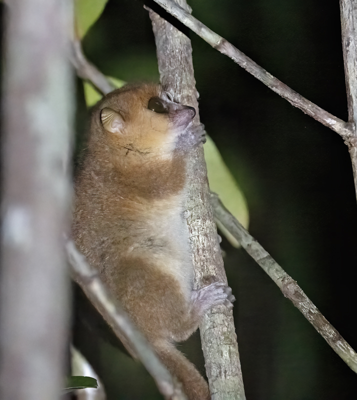 Rufous_Mouse_Lemur_24_Madagascar_104