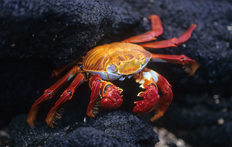 Sally_Lightfoot_Crab_97_Galapagos_001