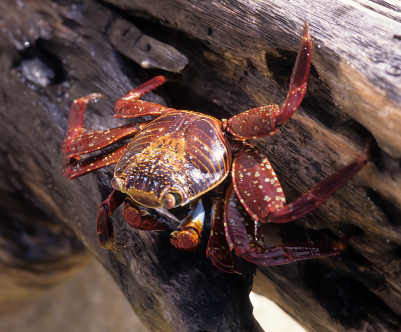 Sally_Lightfoot_Crab_97_Galapagos_008