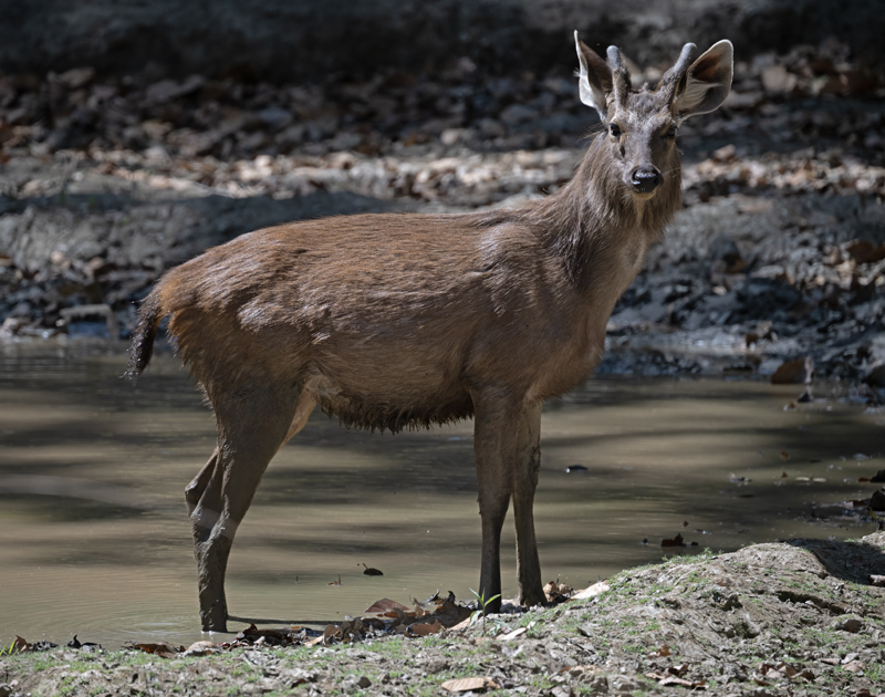 Sambar_25_India_001