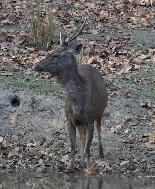 Sambar_25_India_012