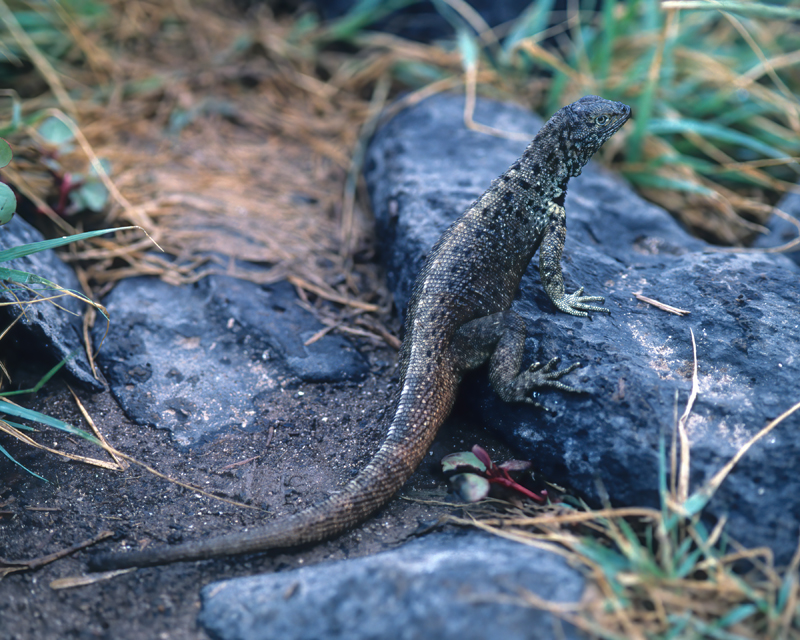 Santa Cruz_Island_Lava_Lizard_97_Galapagos_001
