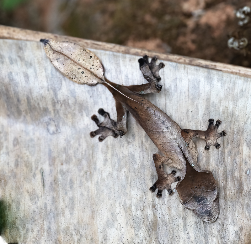 Satanic_Leaf-tailed_Gecko_24_Madagascar_106