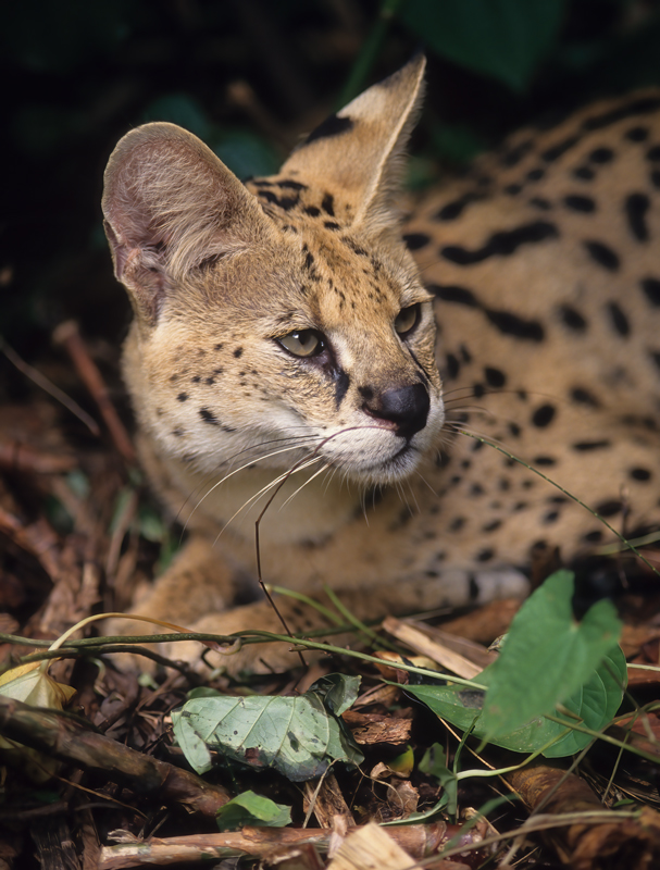 Serval_94_FL_002