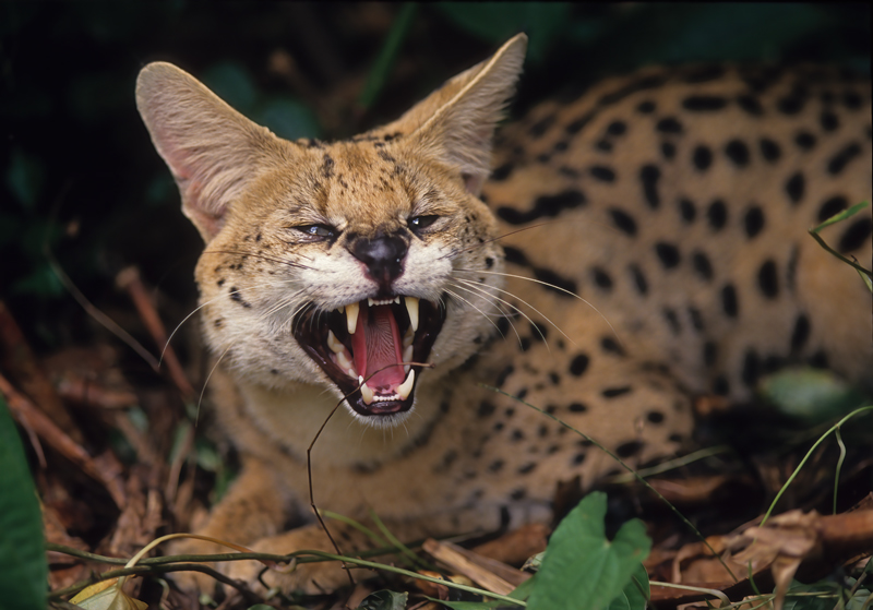 Serval_94_FL_005