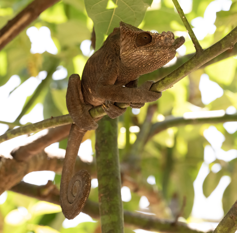 Short-horne_Chameleon_24_Madagascar_189