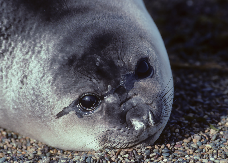 Southern_Elephant_Seal_92_Argentina_011