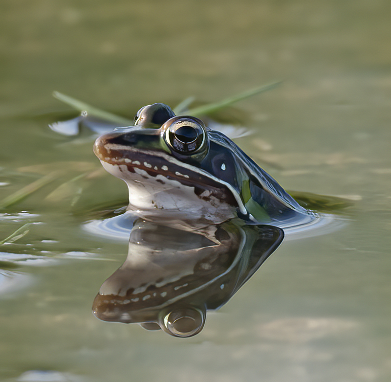 Southern_Leopard_Frog_09_FL_012