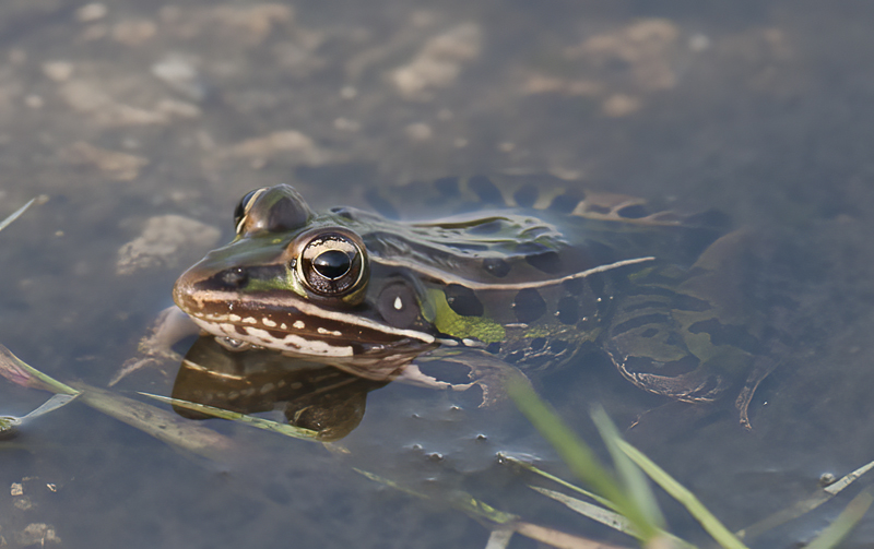 Southern_Leopard_Frog_09_FL_020