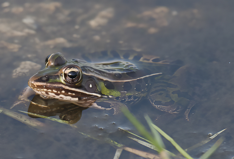 Southern_Leopard_Frog_09_FL_022