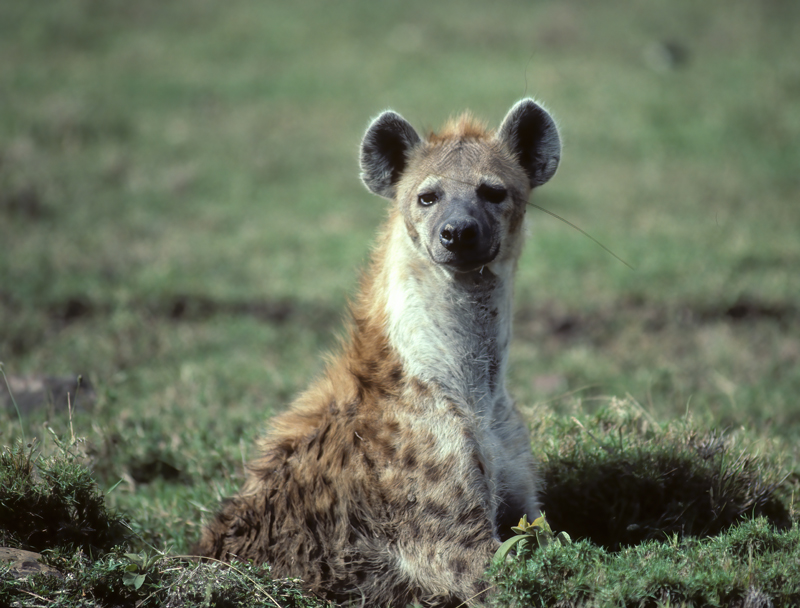 Spotted_Hyena_90_Kenya_004