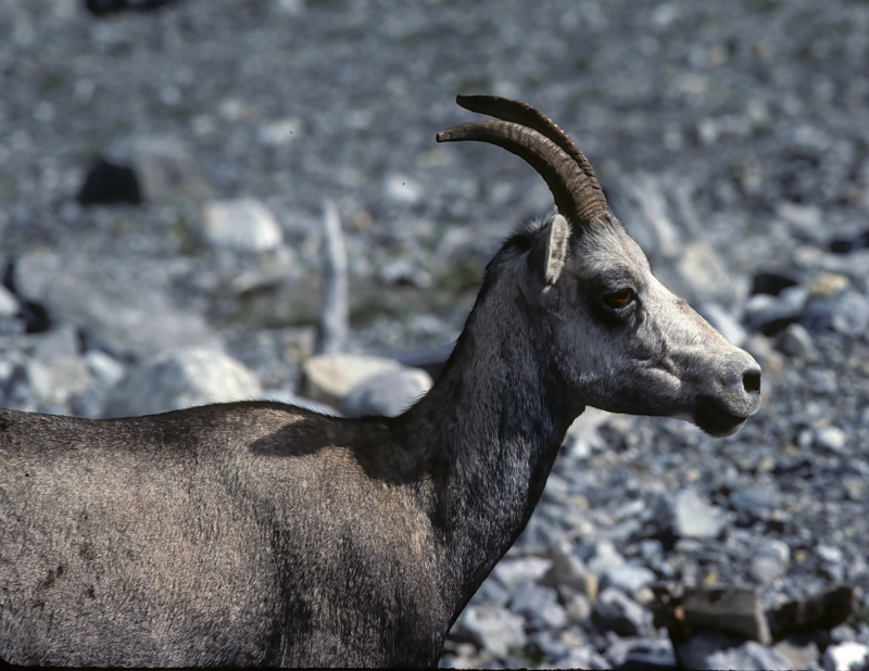 Stone_Sheep_89_BC_Canada_001