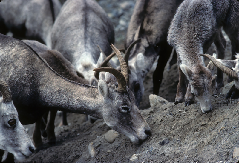 Stone_Sheep_89_BC_Canada_002