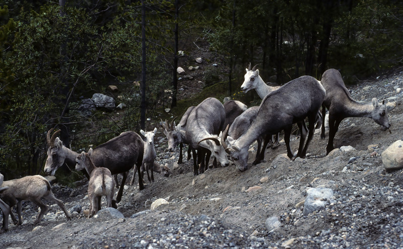 Stone_Sheep_89_BC_Canada_003