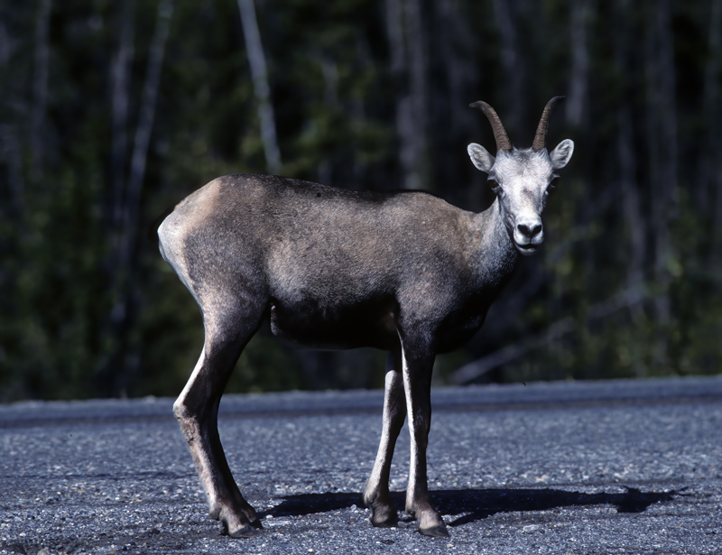 Stone_Sheep_89_BC_Canada_006