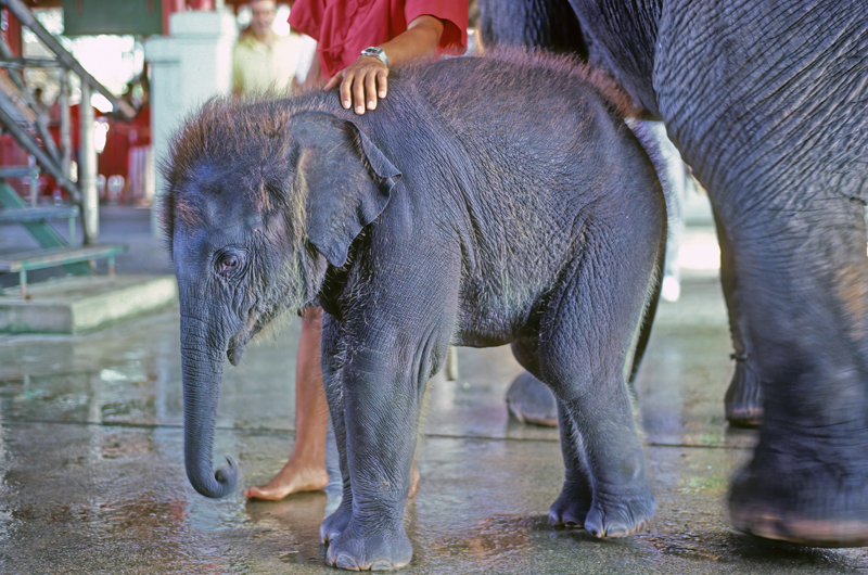 Thailand_87_004
