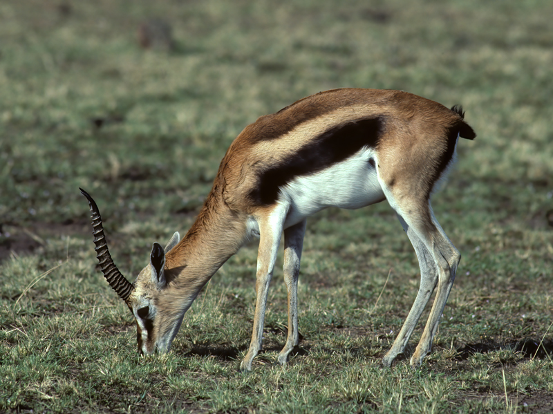 Thomsons_Gazelle_90_Kenya_001